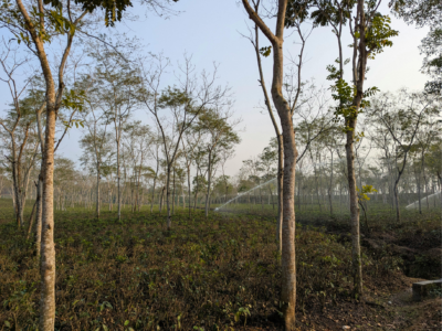 الزراعة والتشجير